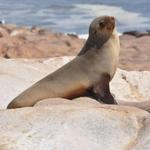 Visit the Sea Lions at La Jolla Cove