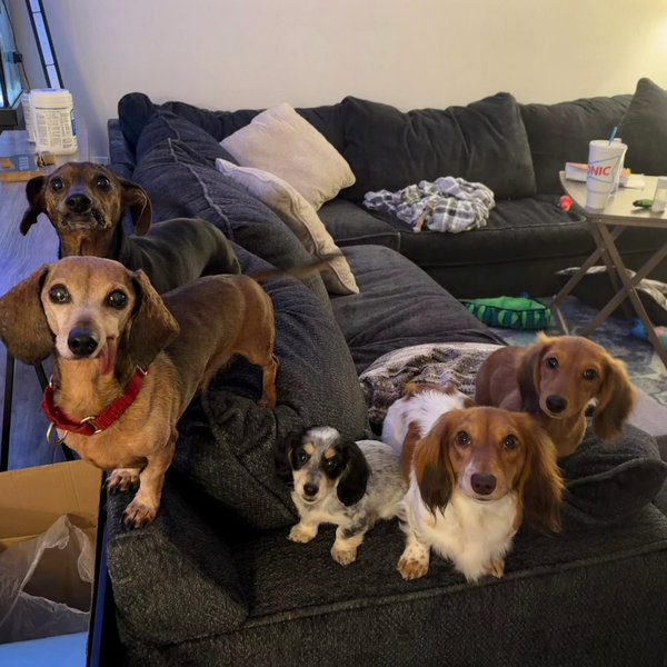 Dog Toy and Treat Fund!
