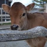 Billings Farm & Museum/Marsh-Billings-Rockefeller National Historic Site