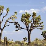 Joshua Tree National Park