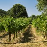 Haritatos Vineyard for wine tasting