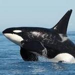 Whale Watching with Puget Sound Express