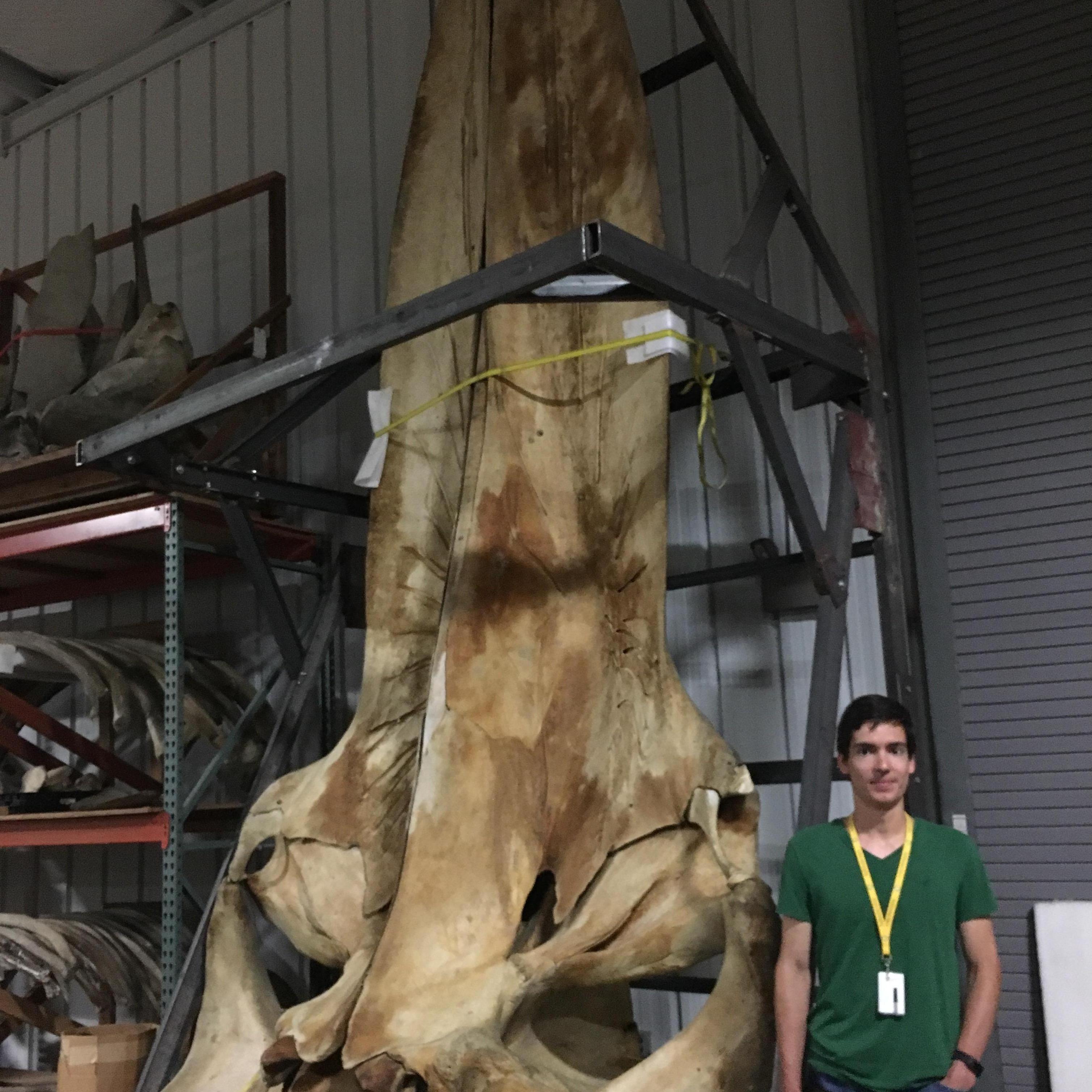We went on a variety of tours and trips together as interns, slowly getting to know each other. At the Smithsonian, we had a 'whale' of a time.