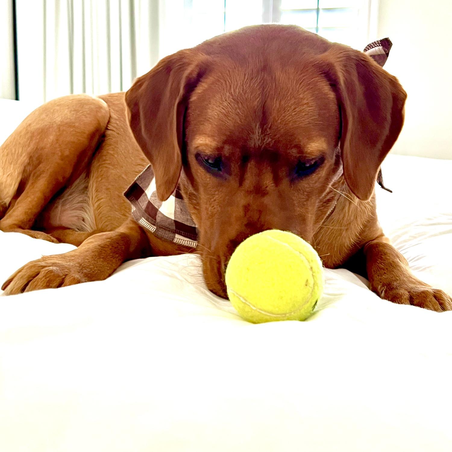 Nelli’s fancy stay in Santa Barbara while mom and dad wine tasted!