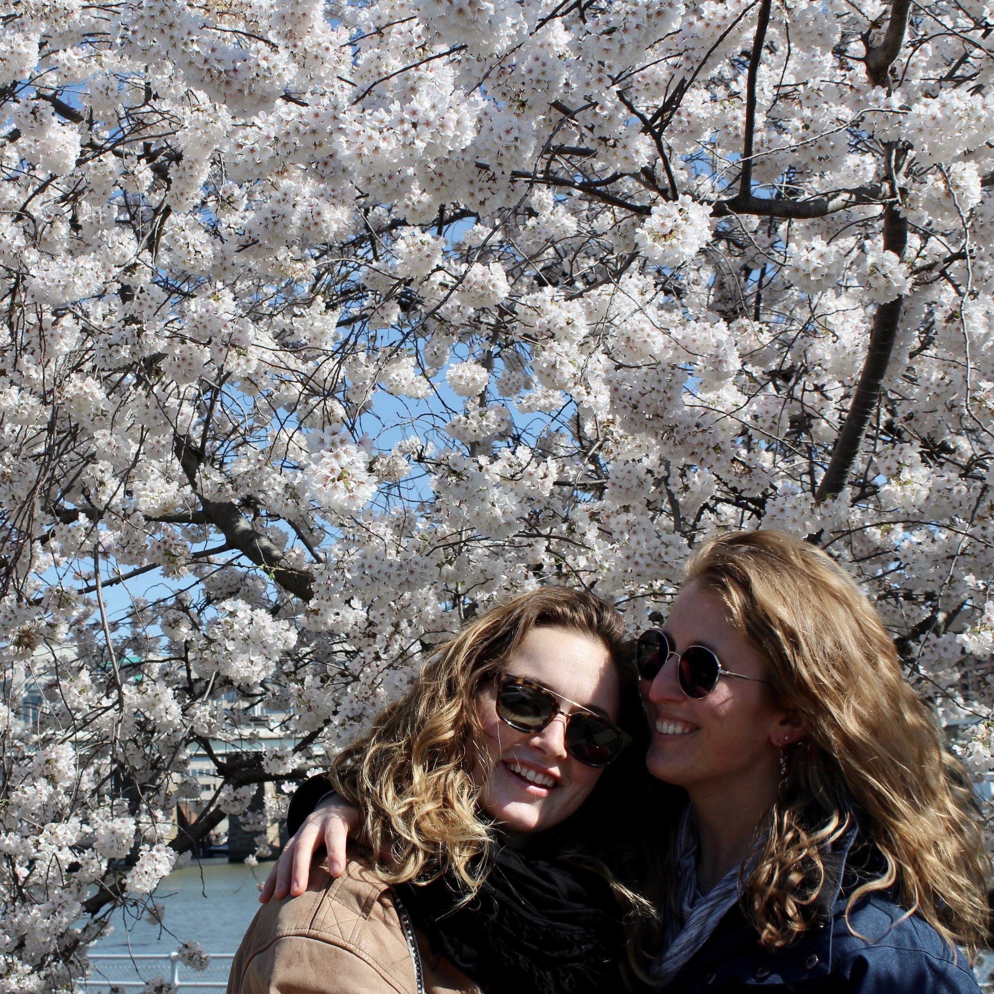 Cherry Blossoms - April 2019