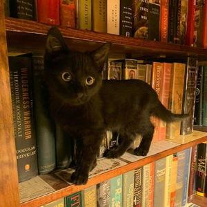 Adopt a Kitty Fund!