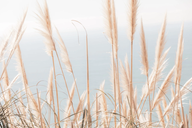 The Wedding Website of Jessica Dreesbeimdieke and Logan Parker Brown