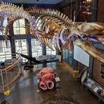New Bedford Whaling Museum