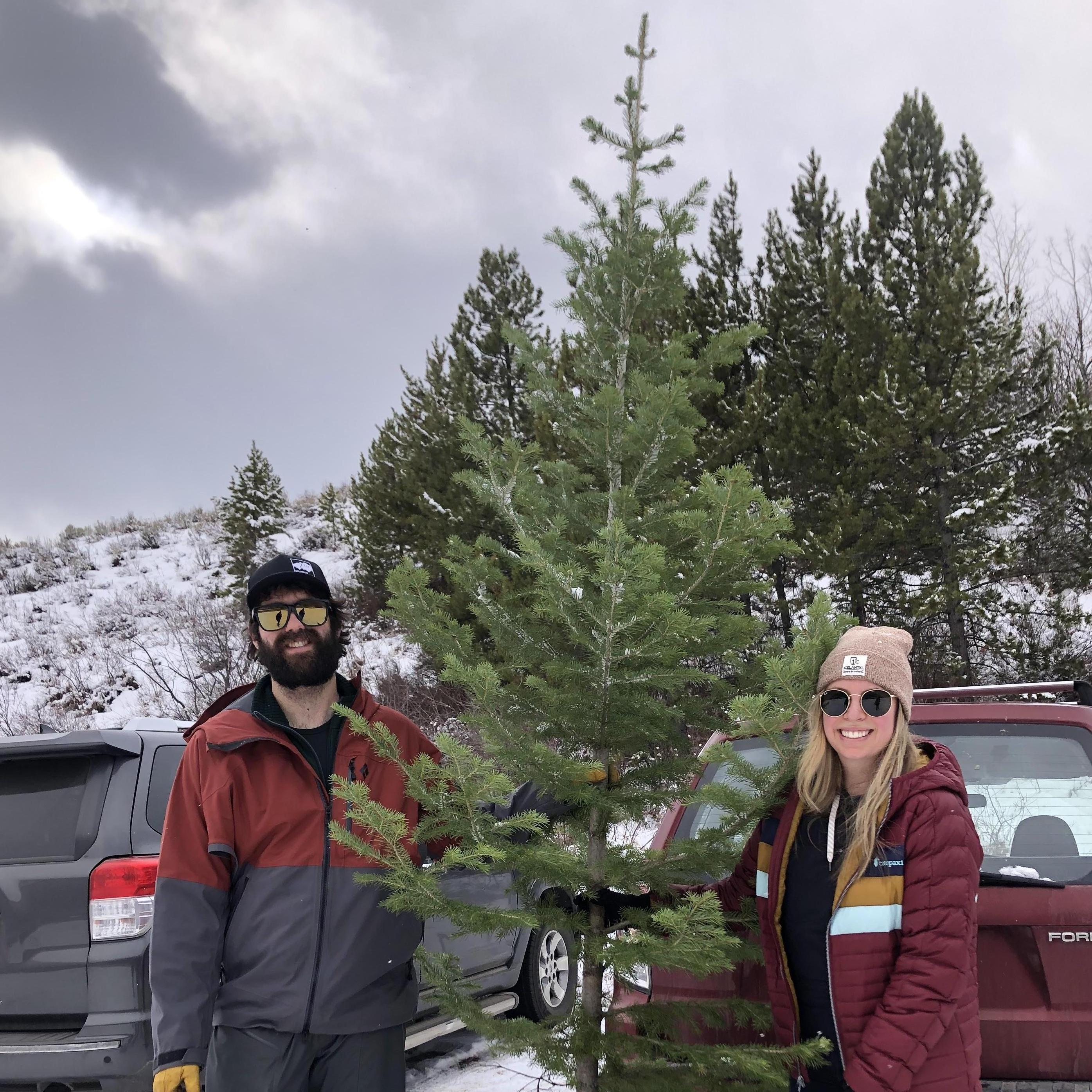Chopped down our first Christmas Tree!