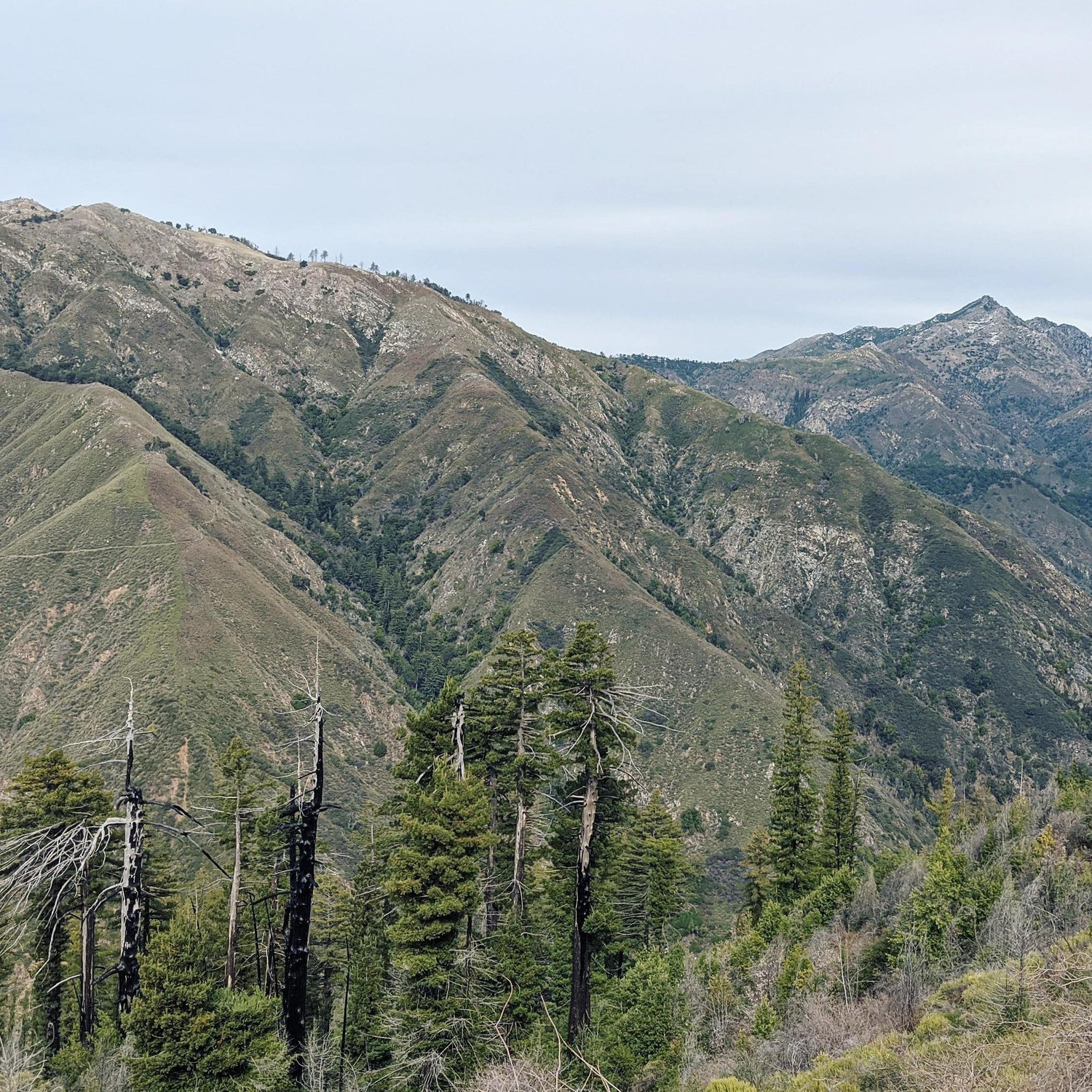 Coast Ridge Road to Terrace Creek Trail