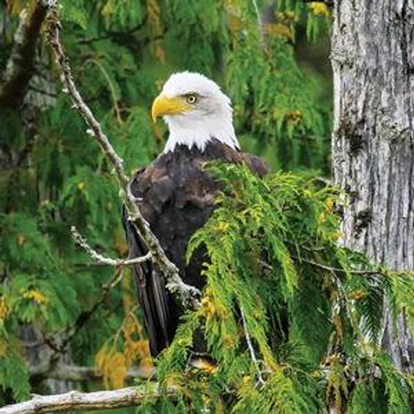 Chilkat Bald Eagle Preserve Raft Excursion