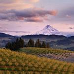 Hood River wineries