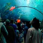 Georgia Aquarium