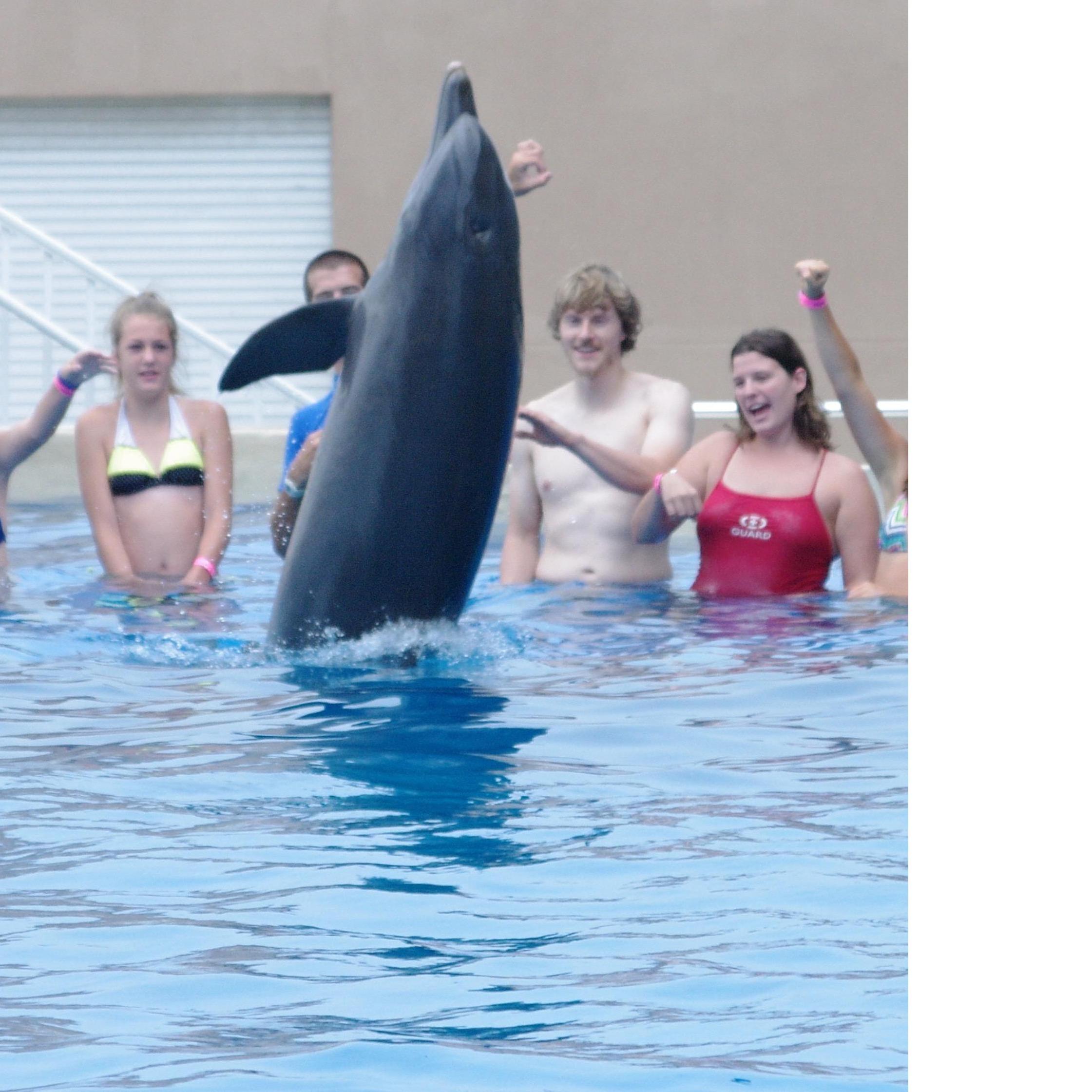 Playing with the Dolphins in Florida!