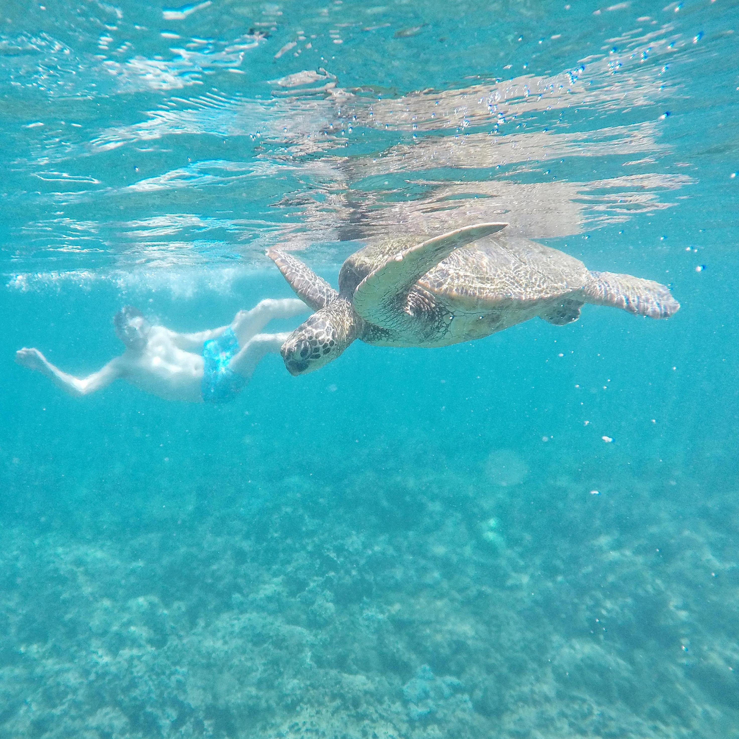 Snorkeling with sea turtles in Maui!