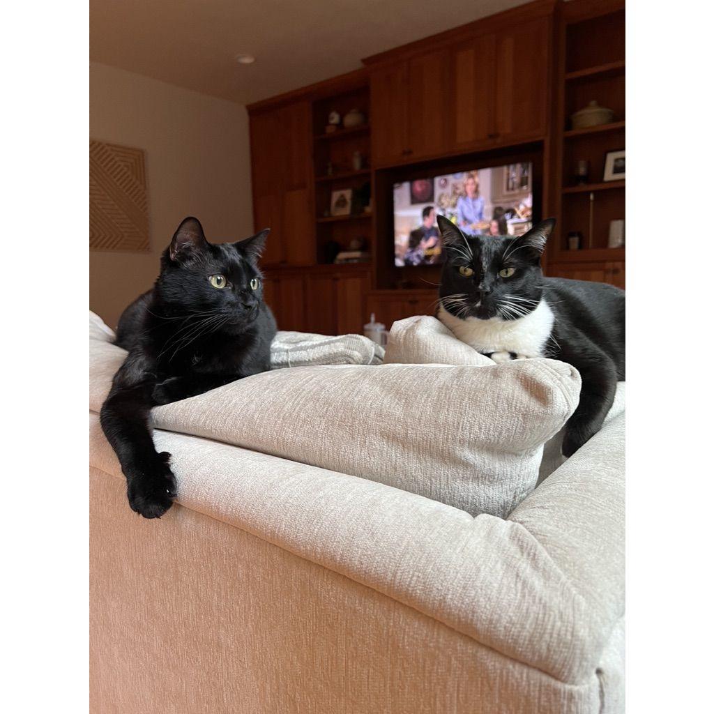 Our cats, Ajax (left) and Gypsy (right)