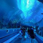 Georgia Aquarium