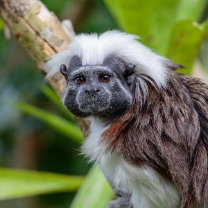 Auckland Zoo Honeymoon Excursion