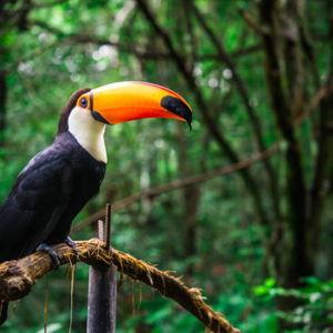 Peru Honeymoon Fund