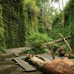 Fern Canyon in Prarie Creek Redwoods State Park