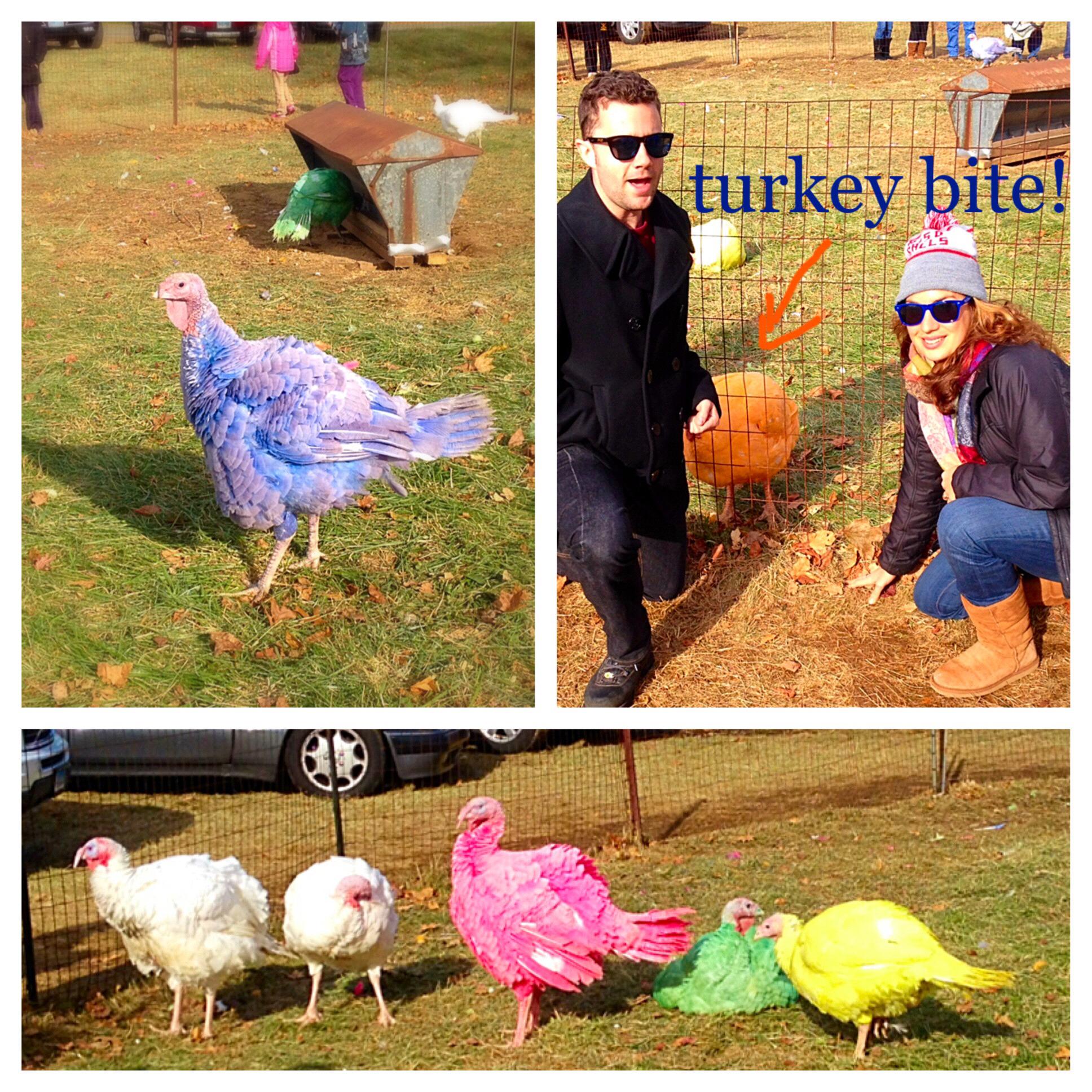 Our first Thanksgiving, in which a brightly colored turkey nipped Donald