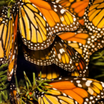 Butterfly Wonderland