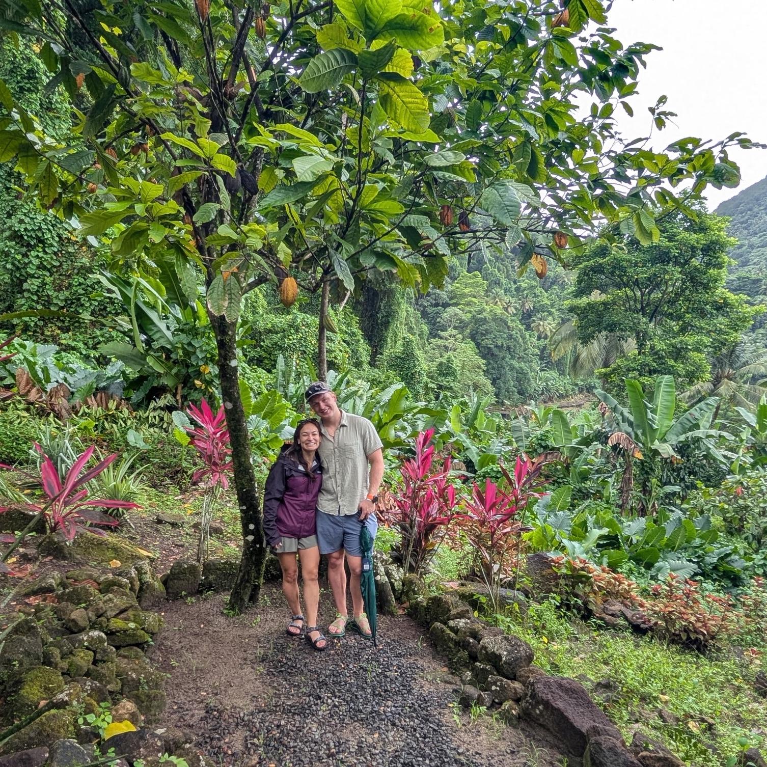 On the chocolate plantation in St. Lucia