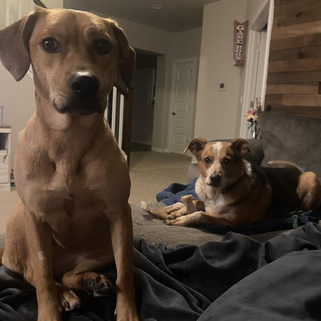 Dog sitting for our honeymoon