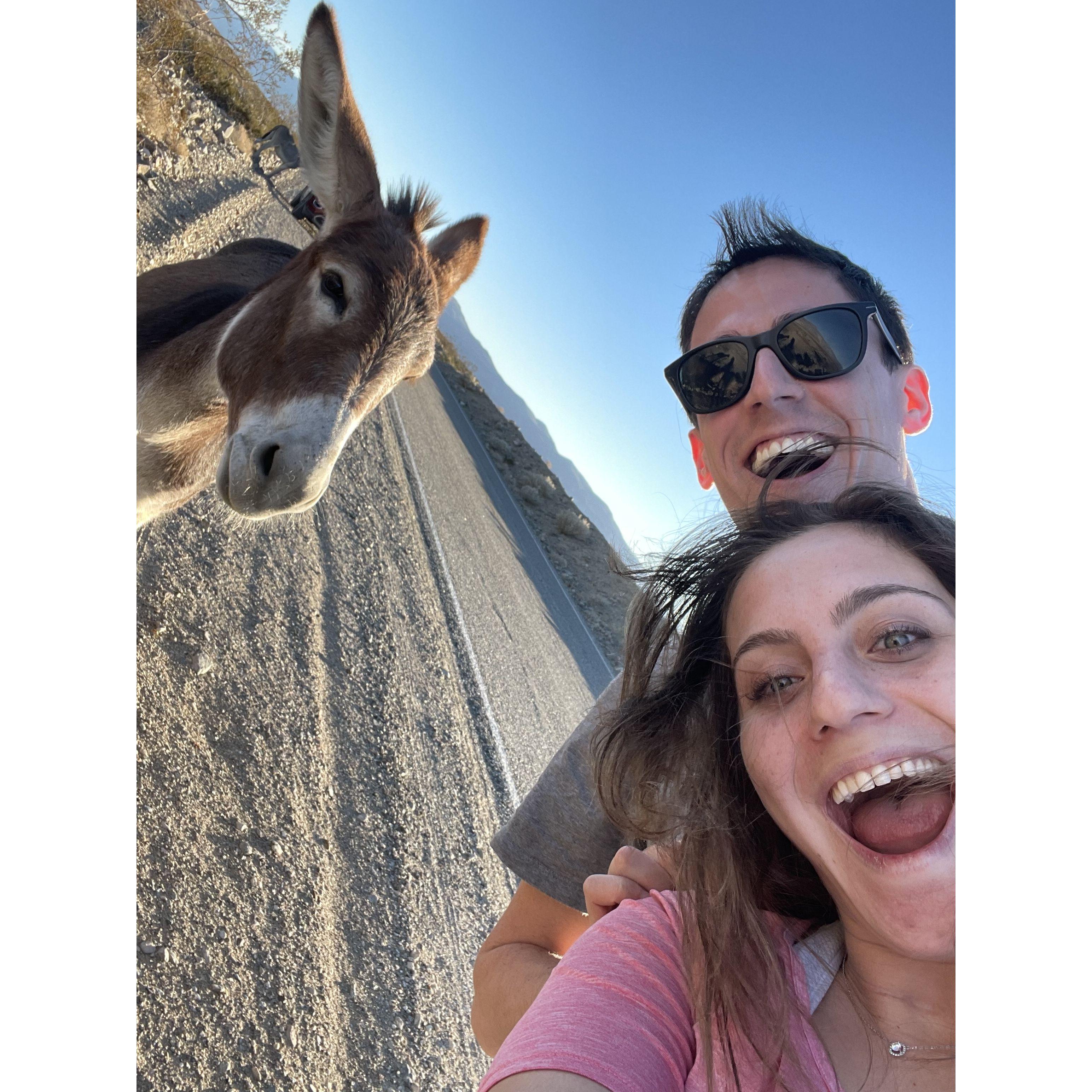 We found some friends ("invasive burros") on our drive to Death Valley. Despite trying to keep a distance, they were interested in saying hello up close