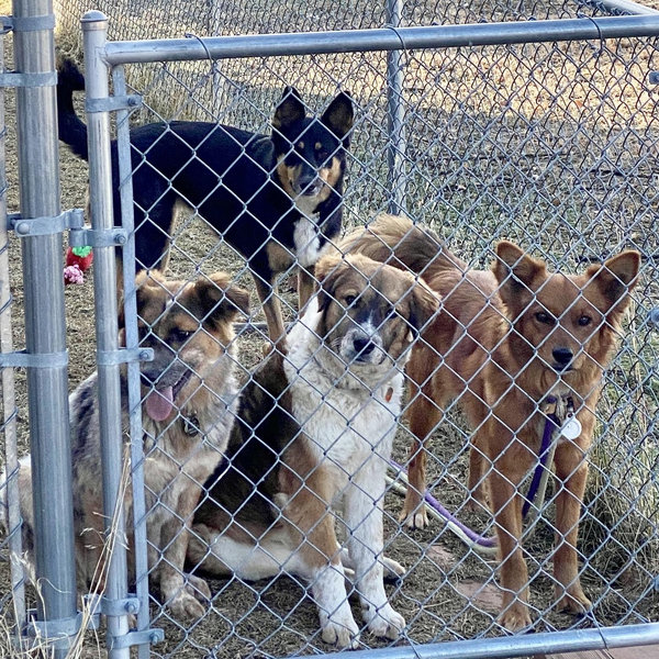 Foster Dog Fund