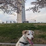 National Mall