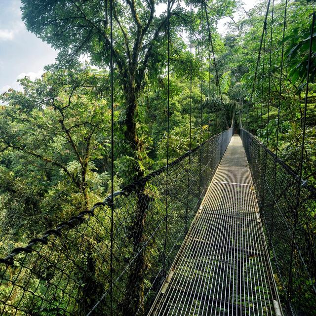 Costa Rica Rainforest Aerial Tram and Canopy Tour by VEBO®