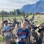 Reindeer Farm