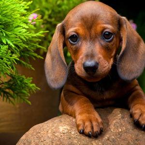 Our New Puppy
