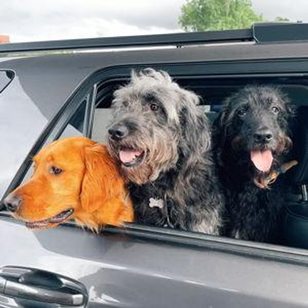 Congrats to Mowgli, Otis, & Goose!