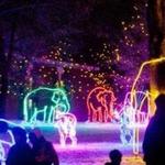 Denver Zoo - Zoo Lights