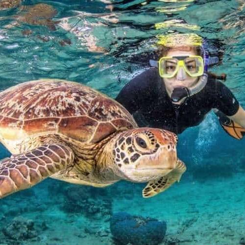 Turtle Excursion On Our Honeymoon