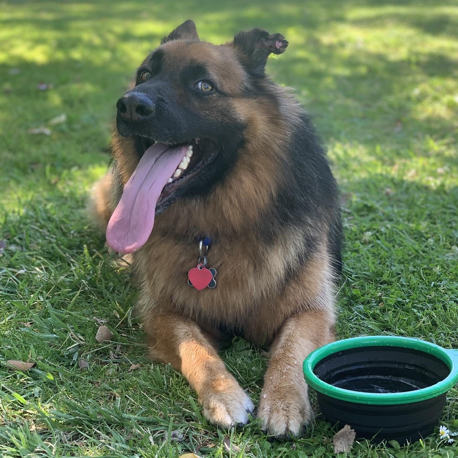 Mr. Bear's Treats & Toys