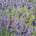 Lavender Hill Farm