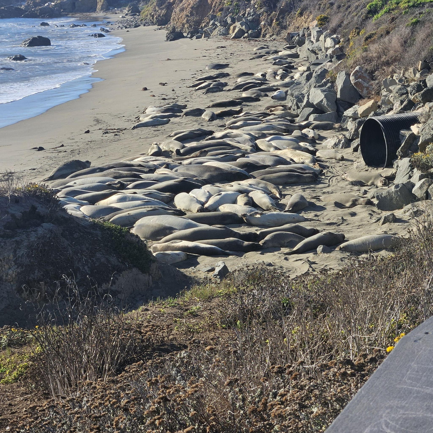 10/12 Elephant Seal Vista Point, San Simeon