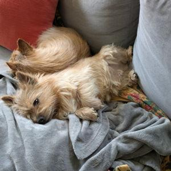 Puppy grooming fund!