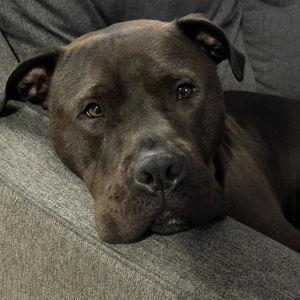 Otis toy fund