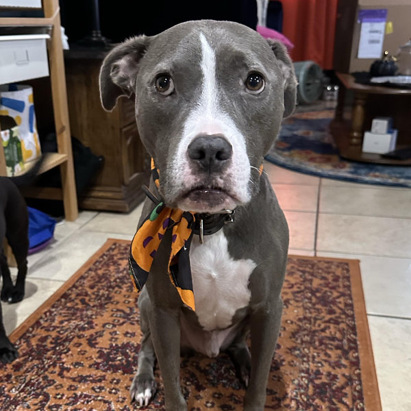 Dog Treat and Toy Fund