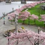 Tom McCall Waterfront Park