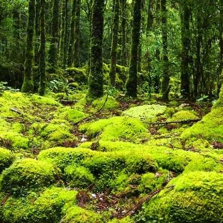 Roadtrip to Yakushima