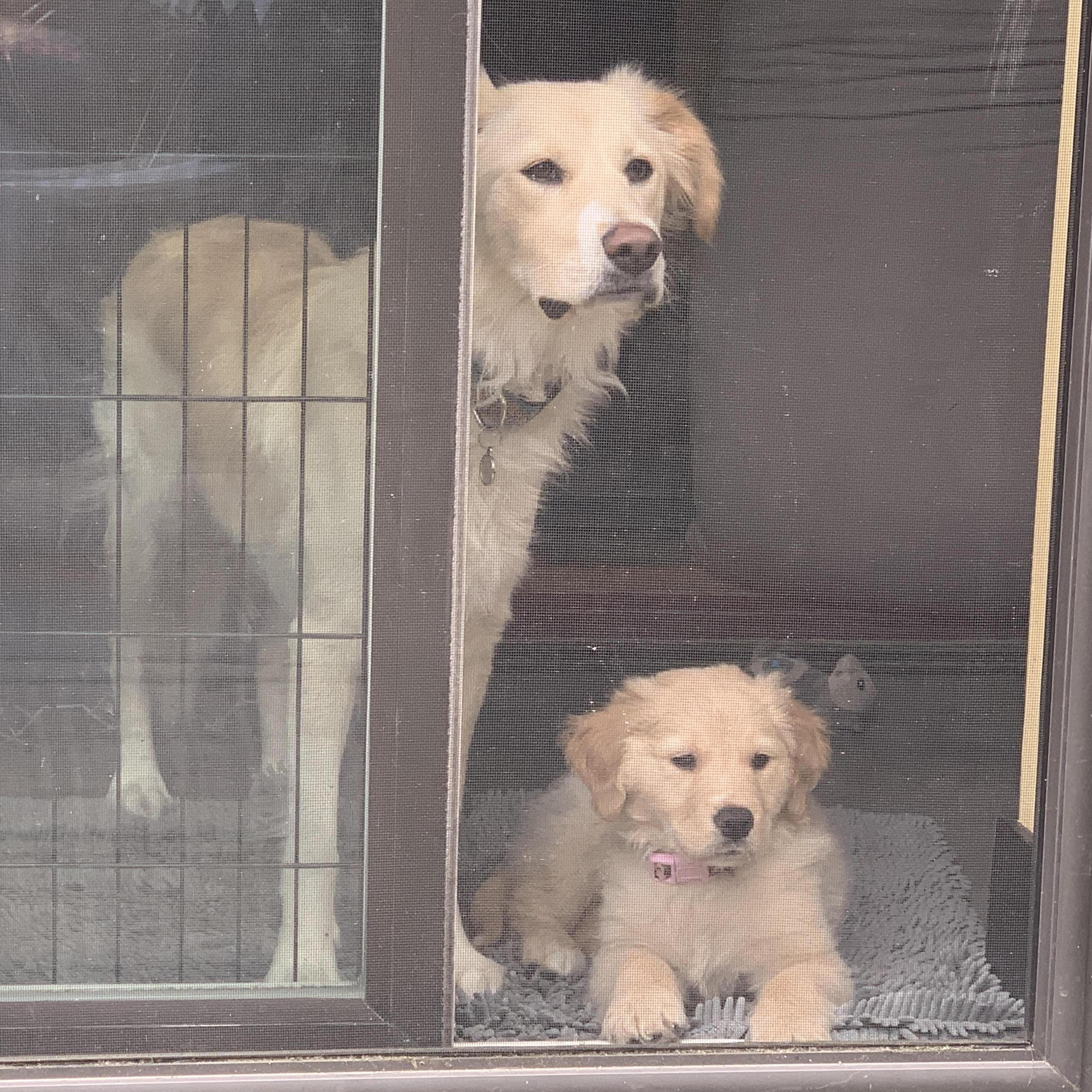 May 2020 - Added our very own pandemic puppy Manchego to the family.