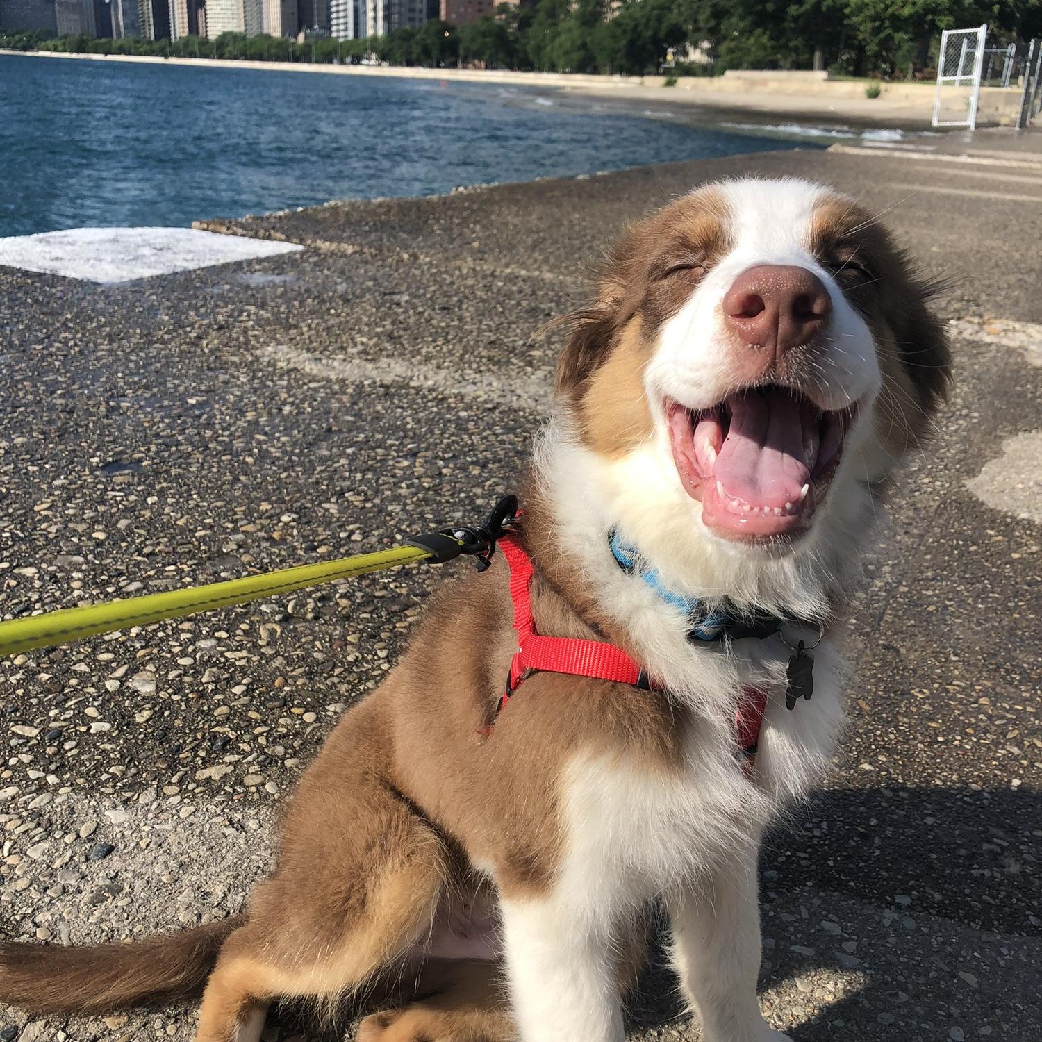 Our sweet baby Tito— shortly after adopting him in July 2020!