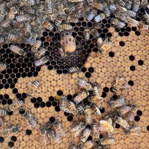 Bee Fund for equipment and supplies