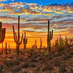 Saguaro National Park West