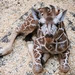 Fort Wayne Zoo